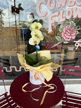 The Orchid Belle
