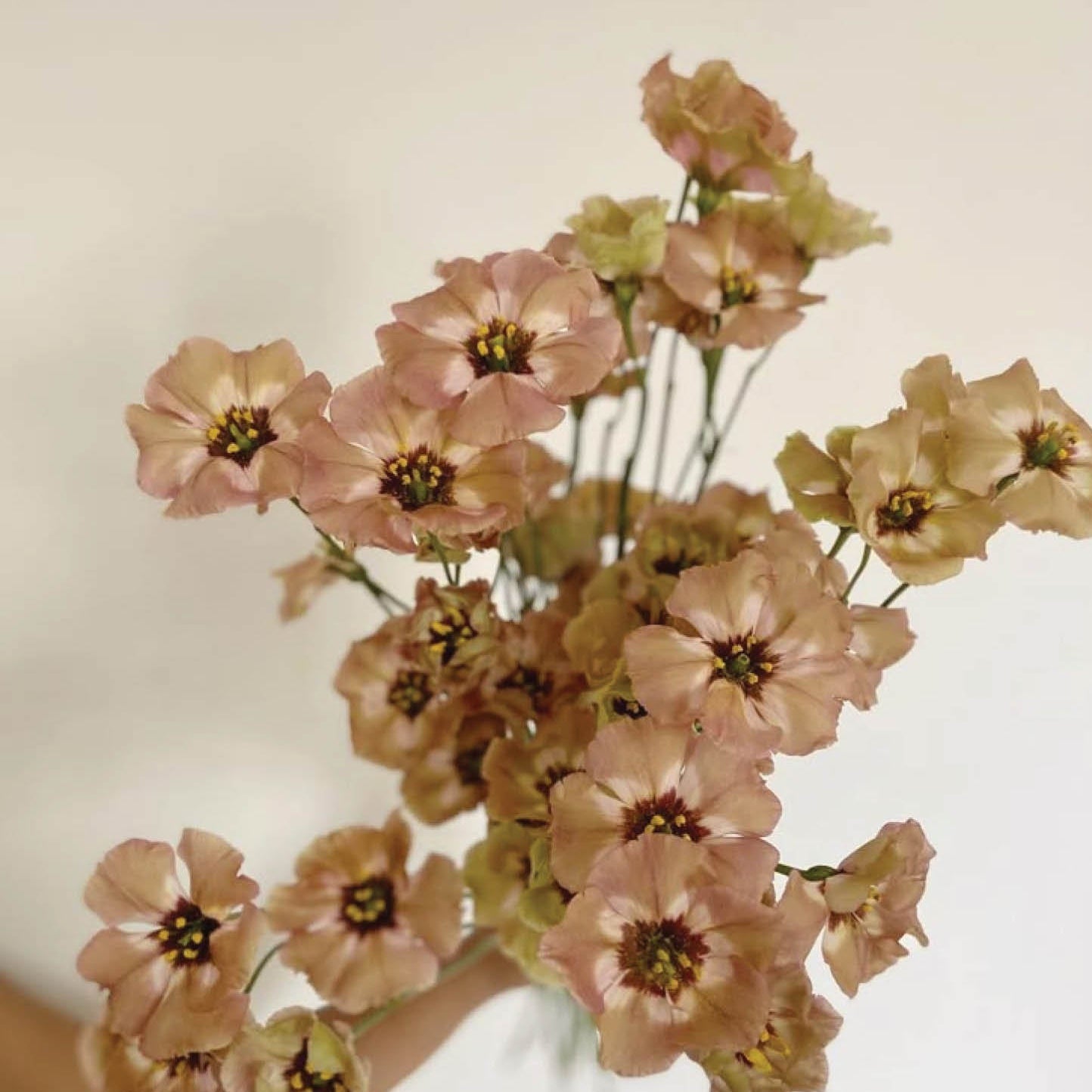 Bouquet of pink and green flowers on a light background