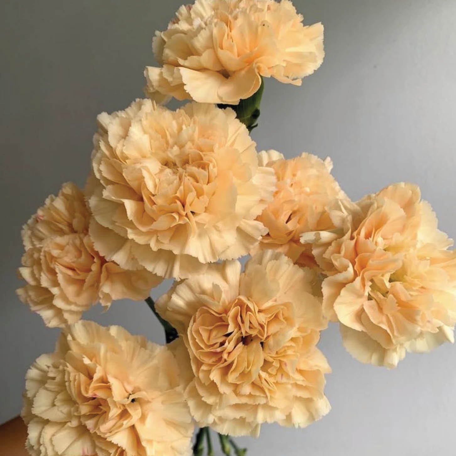 cowboy-flower-general-store-ingham-florist-placeholder-3.jpg