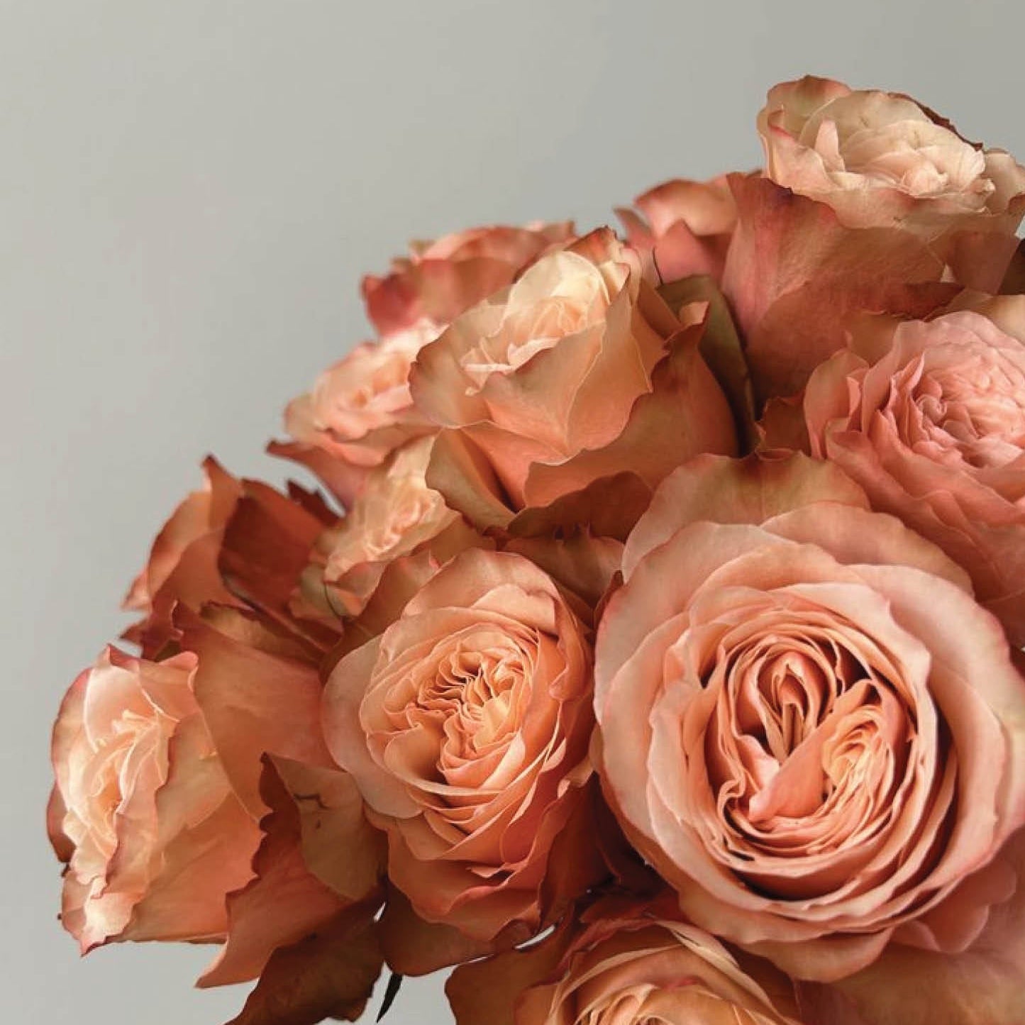 Bouquet of peach-colored roses on a light gray background